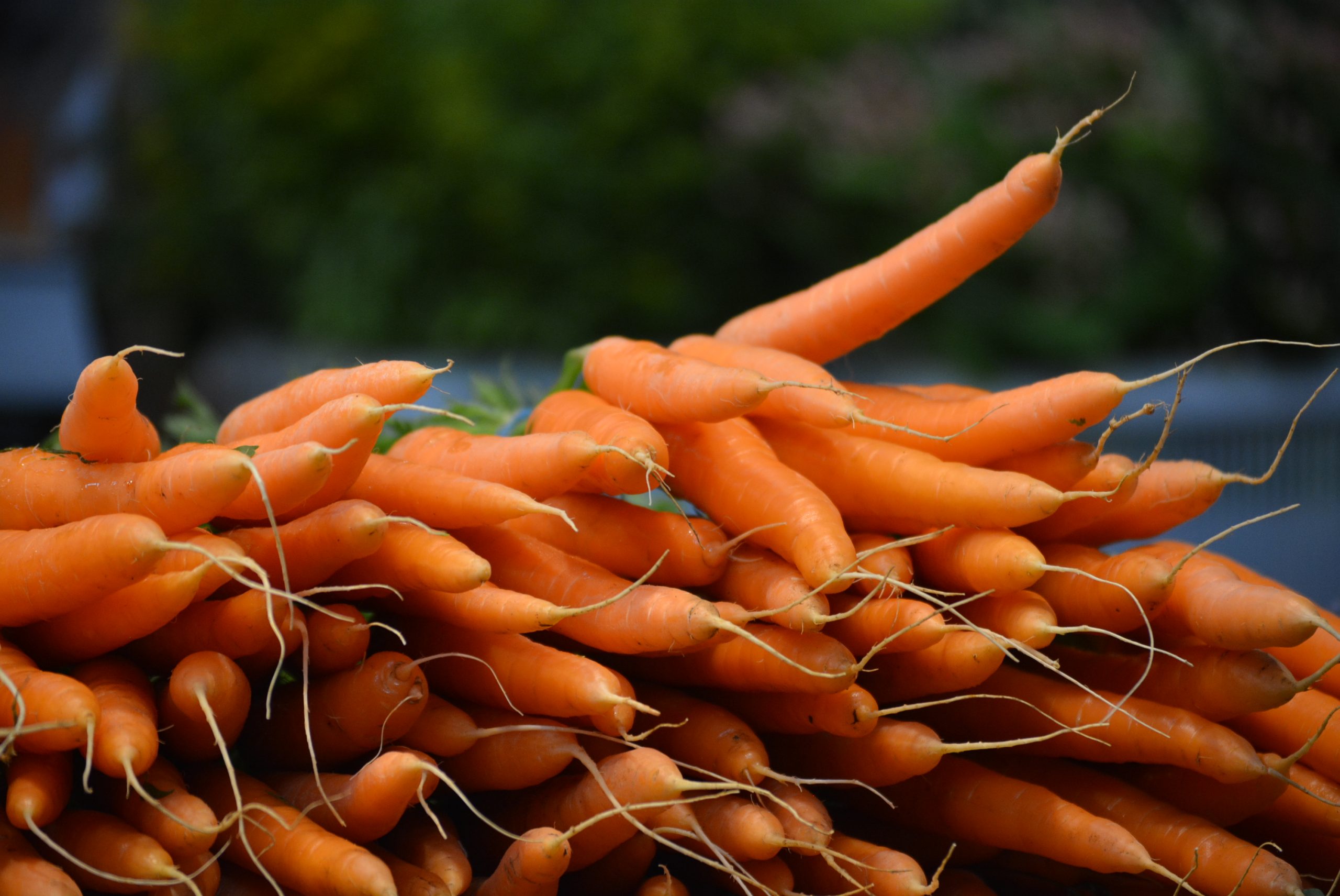 Carrots at Farmers Market