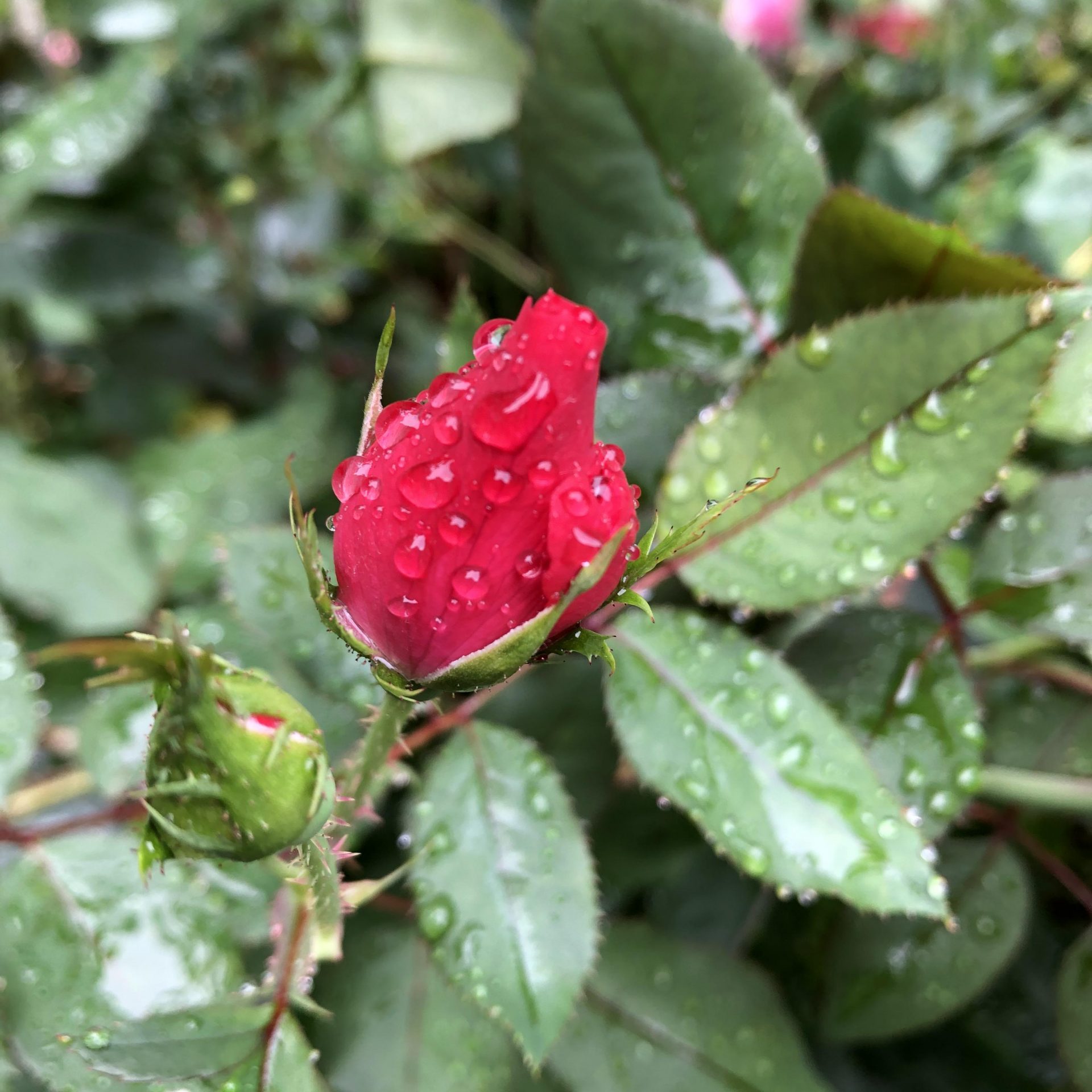rose with raindrops