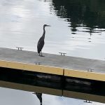 Blue Heron on Dock